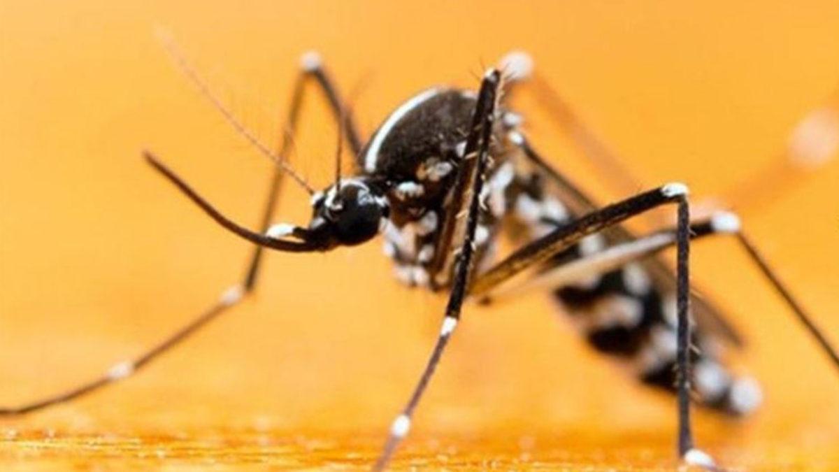 Türkiye’de Sıklıkla Görülen Asya Kaplan Sivrisineğinin Isırığında 3 Ölümcül Hastalık Olduğu Açıklandı