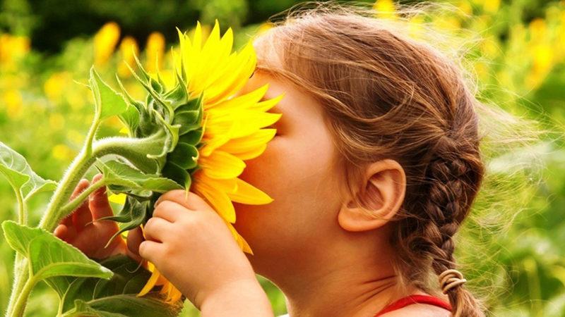 Kokularıyla Birçok Mesaj Veren Bitkiler Koku Alabilir mi?