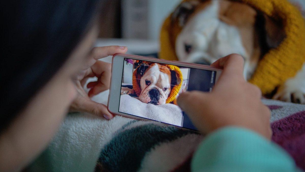 Sevimli Dostlarımız Köpekler, Kameraları Neden Sevmez?