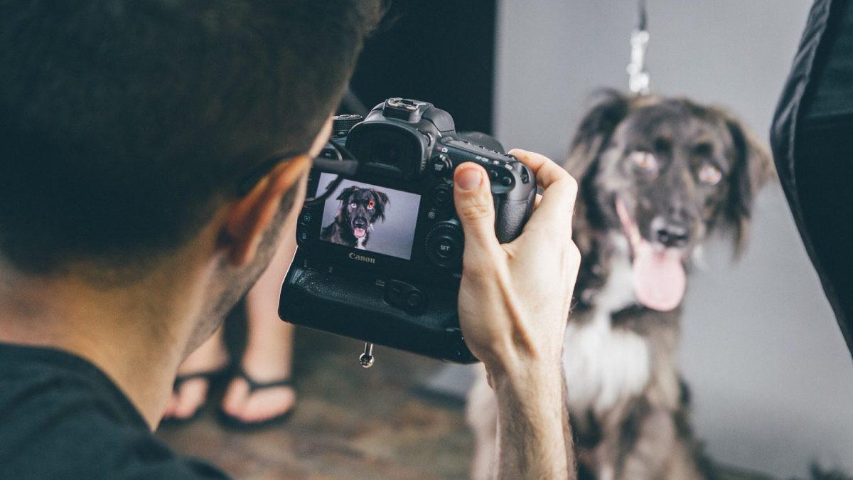 Sevimli Dostlarımız Köpekler, Kameraları Neden Sevmez?