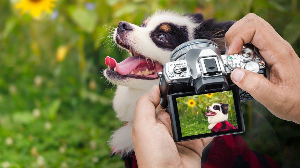 Sevimli Dostlarımız Köpekler, Kameraları Neden Sevmez?