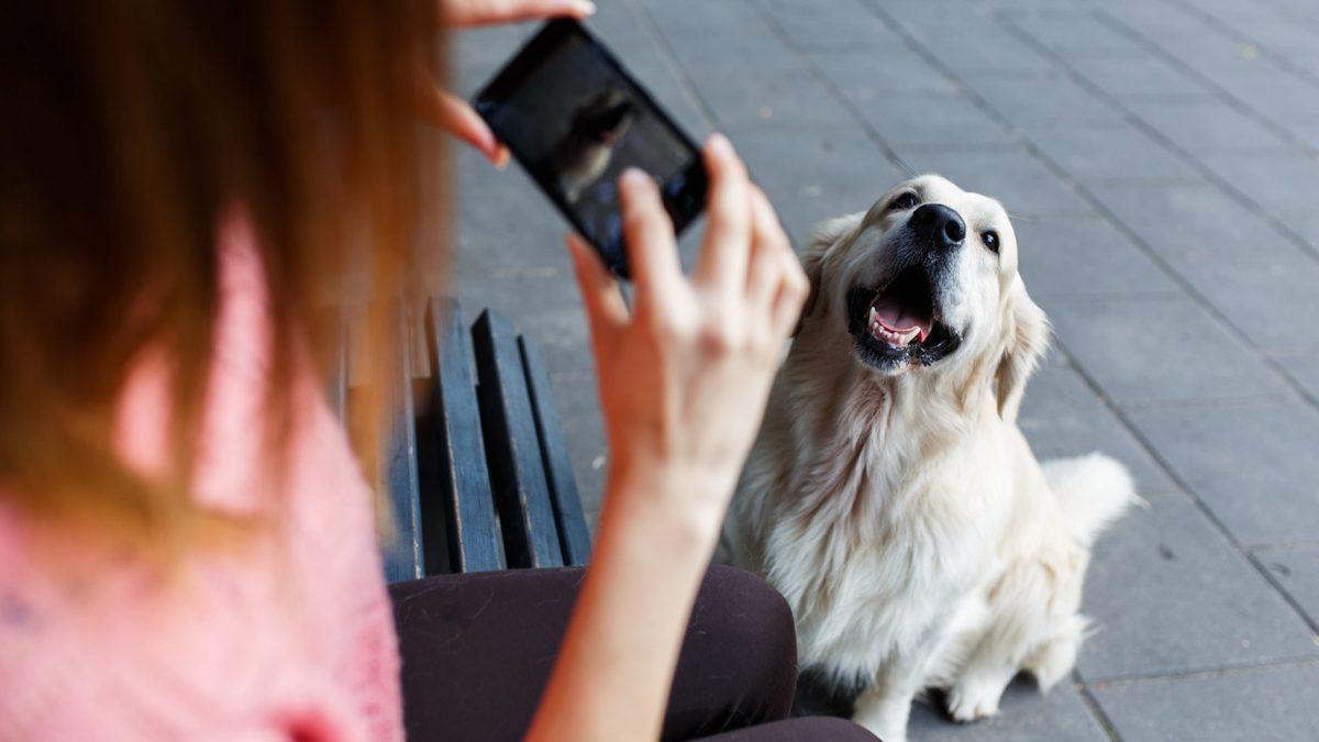 Sevimli Dostlarımız Köpekler, Kameraları Neden Sevmez?