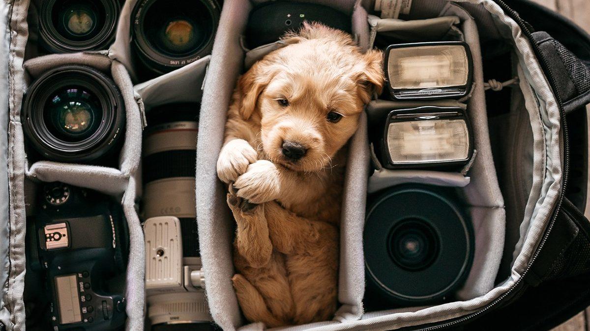 Sevimli Dostlarımız Köpekler, Kameraları Neden Sevmez?