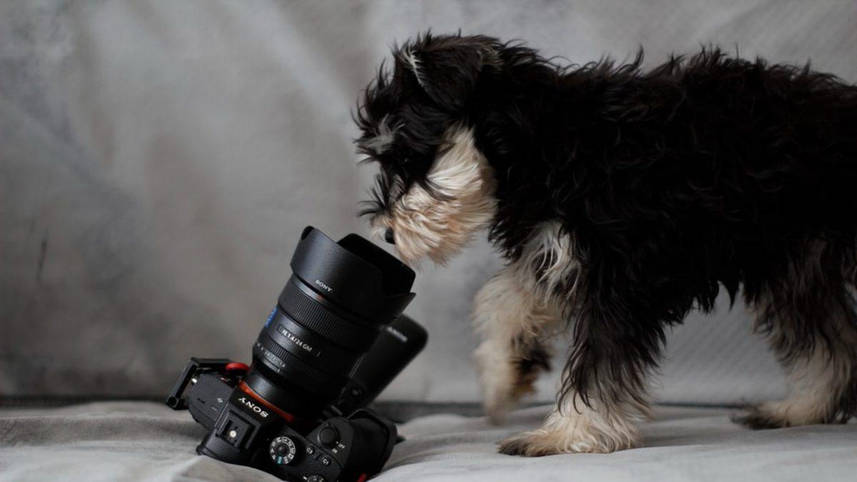 Sevimli Dostlarımız Köpekler, Kameraları Neden Sevmez?