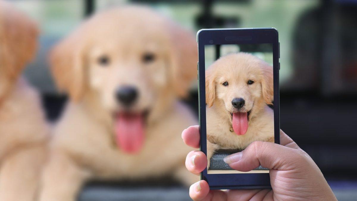 Sevimli Dostlarımız Köpekler, Kameraları Neden Sevmez?