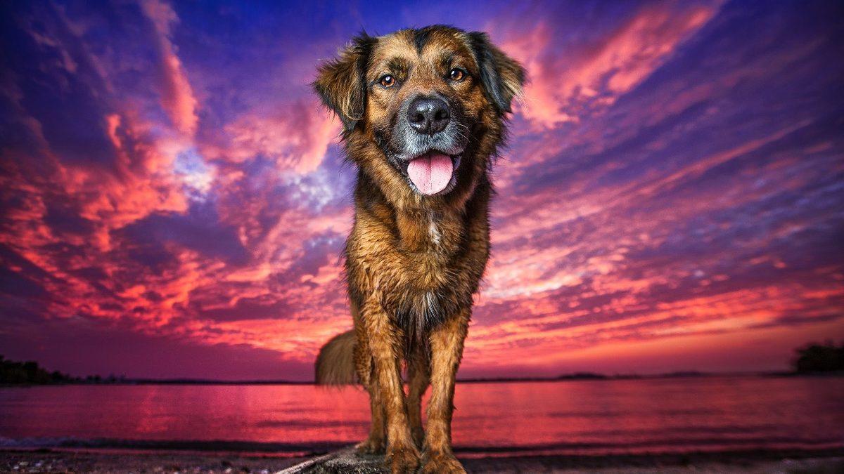 Sevimli Dostlarımız Köpekler, Kameraları Neden Sevmez?