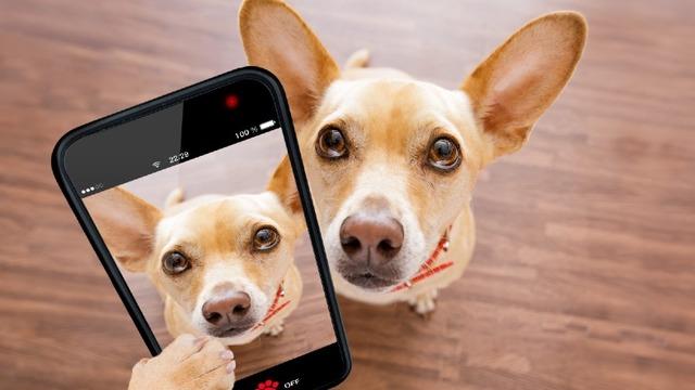 Sevimli Dostlarımız Köpekler, Kameraları Neden Sevmez?