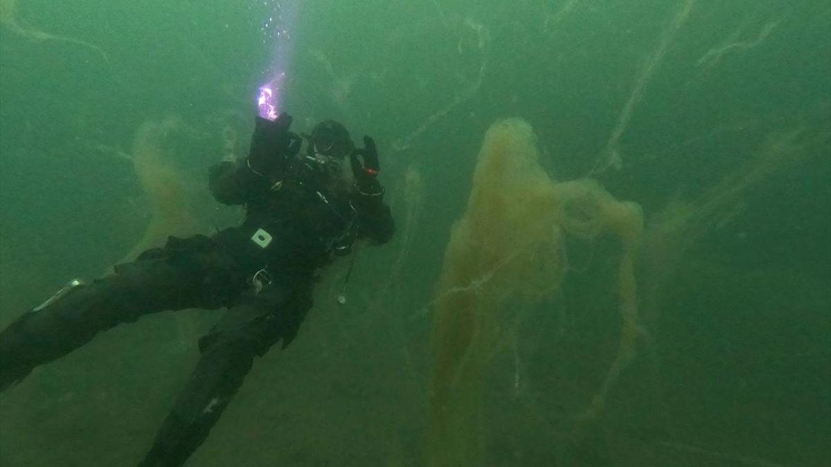 Bu Açıklamaları İyi Okuyun: Bitti Sandığımız Müsilaj Kasım Ayında Geri Dönmek Üzere