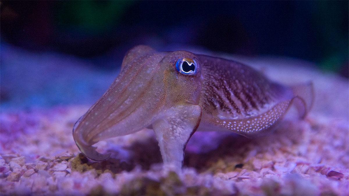 Hayvan Deyip Geçmemek Lazım: Mürekkepbalıklarının En Az Çocuklar Kadar Zeki Olduğu Kanıtlandı