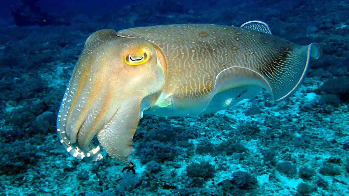 Hayvan Deyip Geçmemek Lazım: Mürekkepbalıklarının En Az Çocuklar Kadar Zeki Olduğu Kanıtlandı