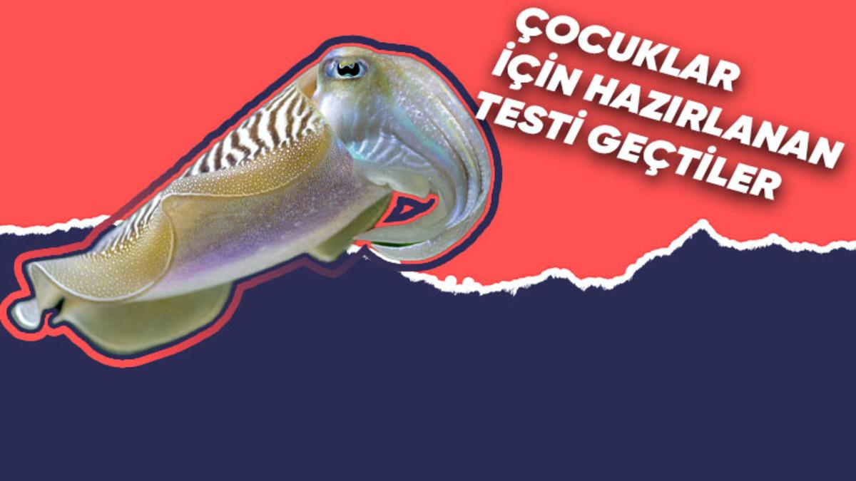 Hayvan Deyip Geçmemek Lazım: Mürekkepbalıklarının En Az Çocuklar Kadar Zeki Olduğu Kanıtlandı