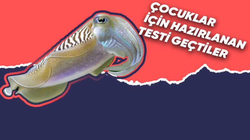 Hayvan Deyip Geçmemek Lazım: Mürekkepbalıklarının En Az Çocuklar Kadar Zeki Olduğu Kanıtlandı