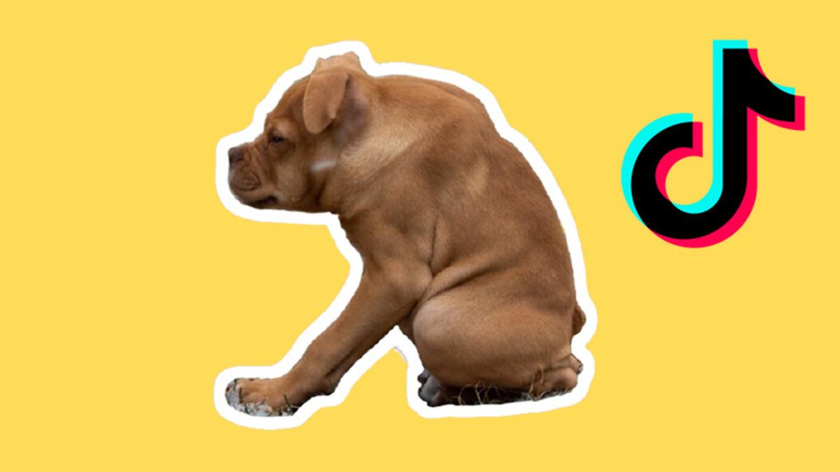 Kurbağa Köpek Peşimi Bırak: Kısa Omurga Sendromuna Sahip Olan Pitbull Ivy, İnternetin Yeni Yıldızı Oldu