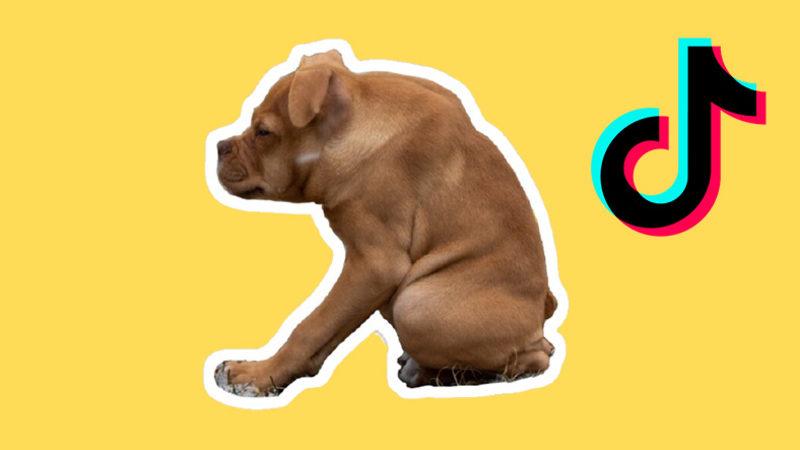 Kurbağa Köpek Peşimi Bırak: Kısa Omurga Sendromuna Sahip Olan Pitbull Ivy, İnternetin Yeni Yıldızı Oldu