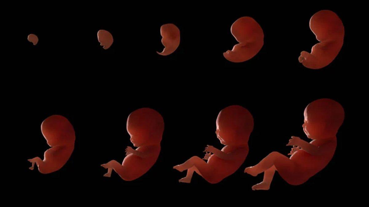 Doğduğumuz Mevsim Gerçekten Kişiliğimizi Etkiliyor: Bilime Göre Hangi Mevsimde Doğanlar Hangi Özelliklere Sahip Oluyor?