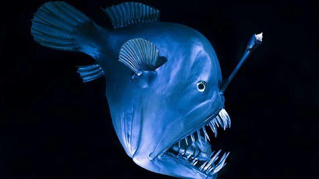 Okyanusun Derinliklerindeki Karanlıkta Yaşayan Canlılar Neden Bu Kadar Korkutucu Görünüyor?