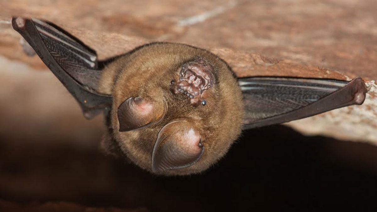 Bilim İnsanları, Hayvan Vücutlarının İklim Değişikliği Nedeniyle ’Şekil Değiştirdiğini’ Açıkladı