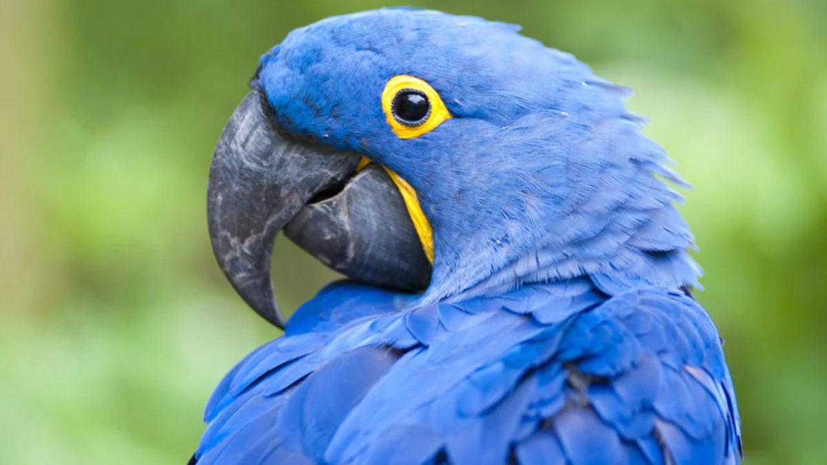 Bilim İnsanları, Hayvan Vücutlarının İklim Değişikliği Nedeniyle ’Şekil Değiştirdiğini’ Açıkladı