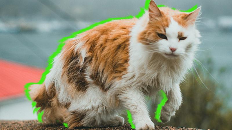 Ev Kedileri İçin "Hep Evde Kalmasın, Biraz da Dışarıda Gezsin" Düşüncesinin Neden Çok Tehlikeli Olduğunu Açıkladık