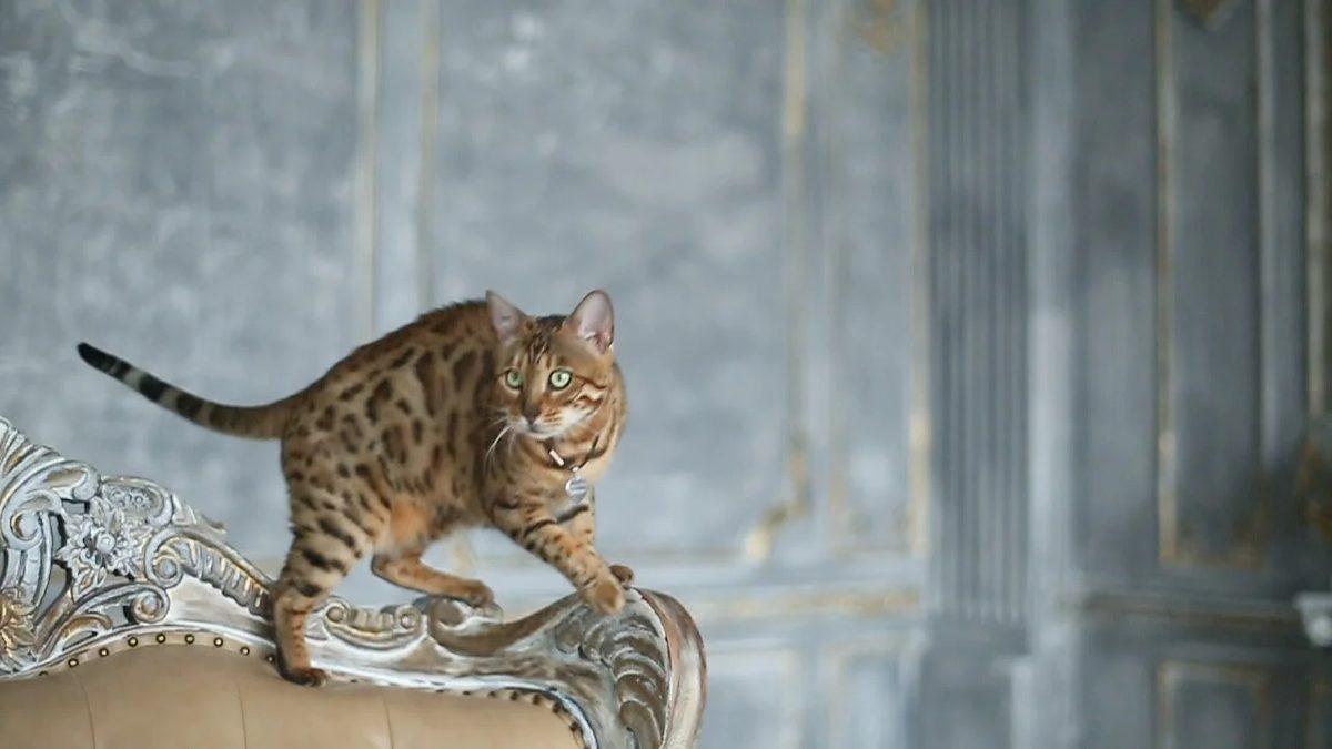 Coğrafya Kaderdir: Van Kedilerinin Dünyanın En Agresif Kedileri Olduğu Açıklandı