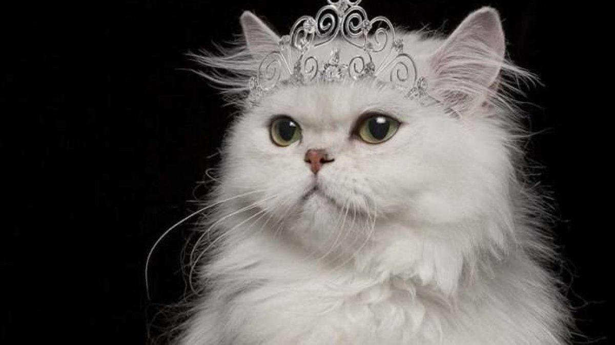 Coğrafya Kaderdir: Van Kedilerinin Dünyanın En Agresif Kedileri Olduğu Açıklandı