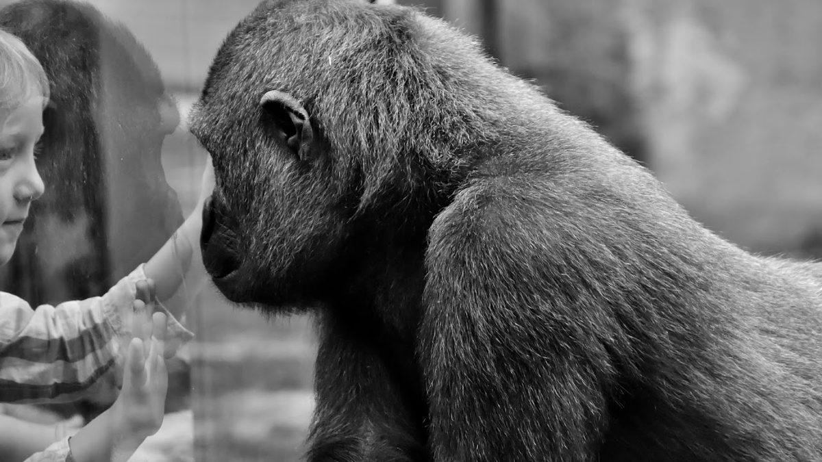 Dans Etmiyor, Acı Çekiyorlar: Hapsedilen Hayvanların Dans Ettiği Algısını Yaratan Zoochosis Nedir?