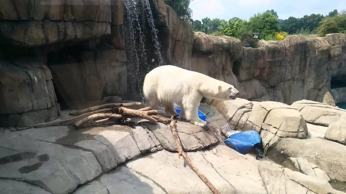 Dans Etmiyor, Acı Çekiyorlar: Hapsedilen Hayvanların Dans Ettiği Algısını Yaratan Zoochosis Nedir?