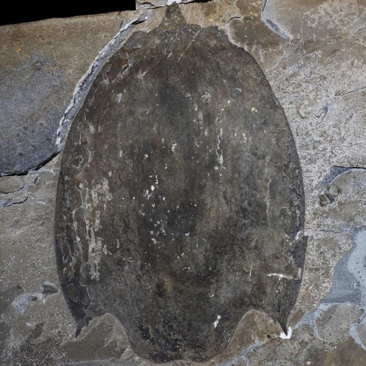 Bilim İnsanları 500 Milyon Yıllık ’Sucul T-Rex’i Keşfetti