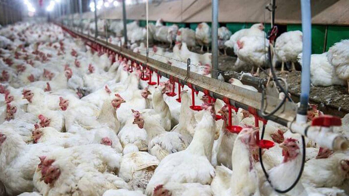 Sadece 20 Hayvancılık Şirketi, İklim Değişikliğine Neden Olan Sera Gazı Salınımında 3 Dev Ülkenin Önünde Geliyor