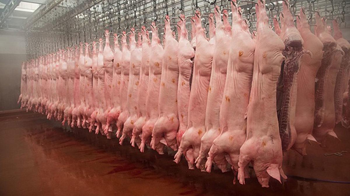 Sadece 20 Hayvancılık Şirketi, İklim Değişikliğine Neden Olan Sera Gazı Salınımında 3 Dev Ülkenin Önünde Geliyor