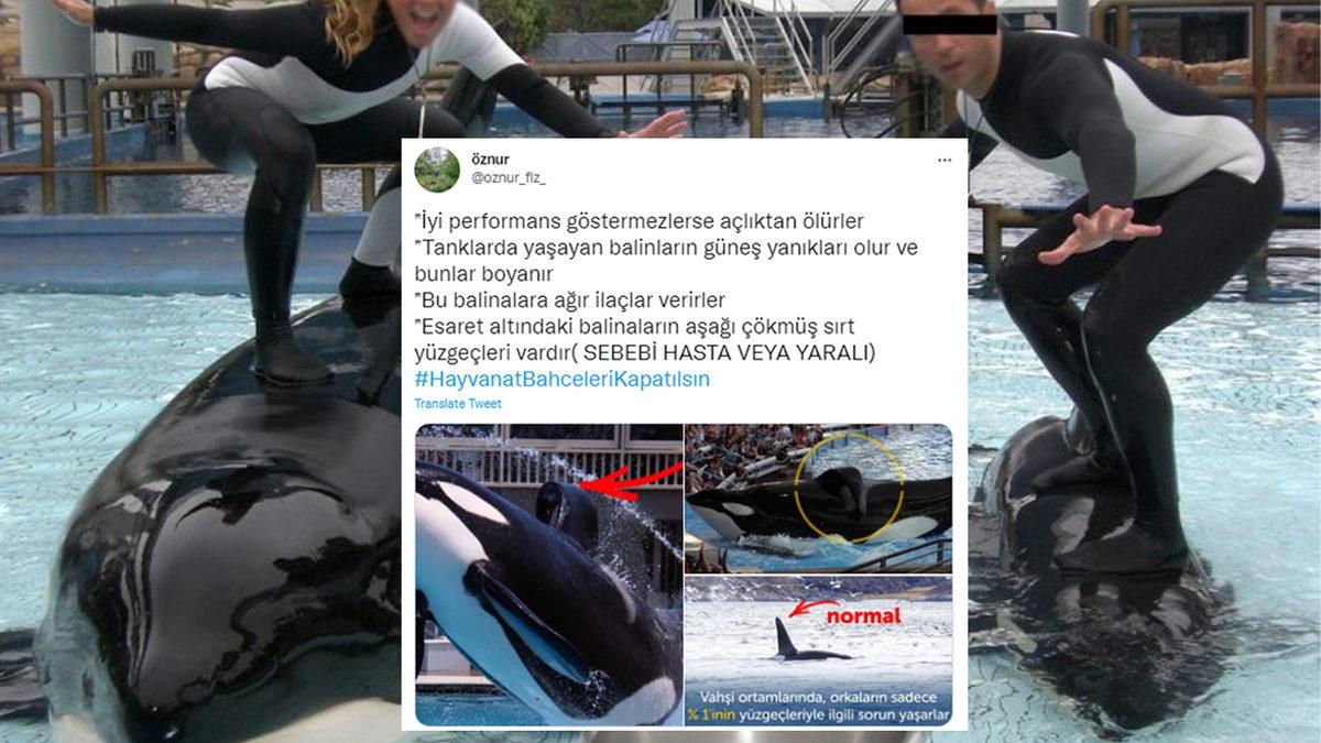 İntihara Kalkışan Balina ve Doğa Görmemiş Ayı Videolarına Sosyal Medyadan Tepki Yağdı: #HayvanatBahceleriKapatılsın