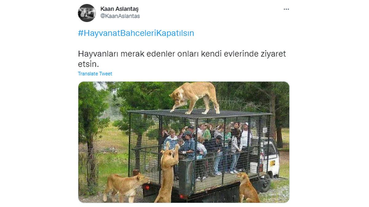 İntihara Kalkışan Balina ve Doğa Görmemiş Ayı Videolarına Sosyal Medyadan Tepki Yağdı: #HayvanatBahceleriKapatılsın