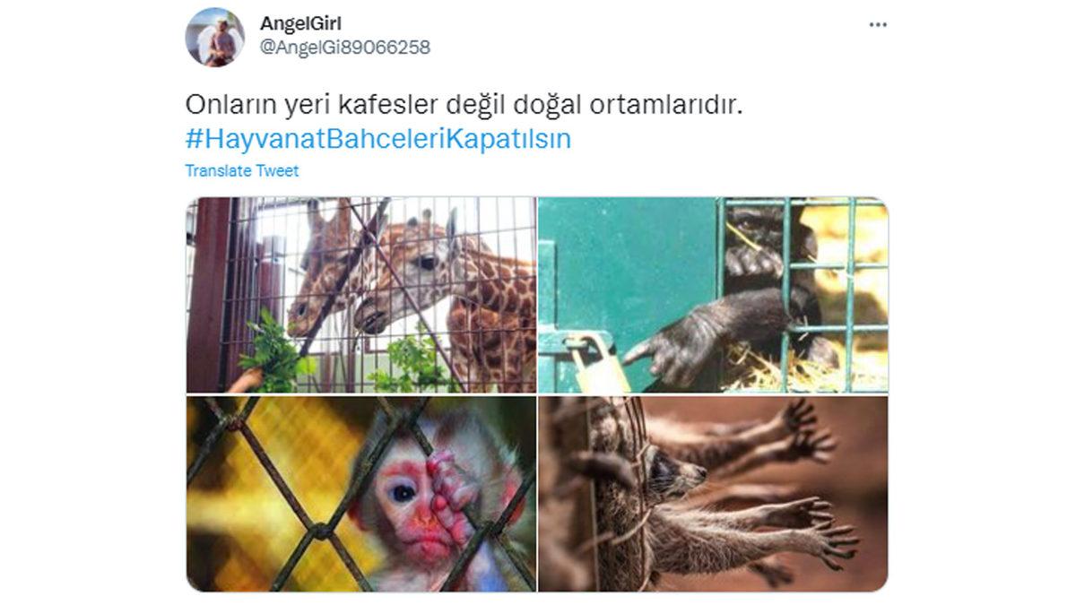 İntihara Kalkışan Balina ve Doğa Görmemiş Ayı Videolarına Sosyal Medyadan Tepki Yağdı: #HayvanatBahceleriKapatılsın