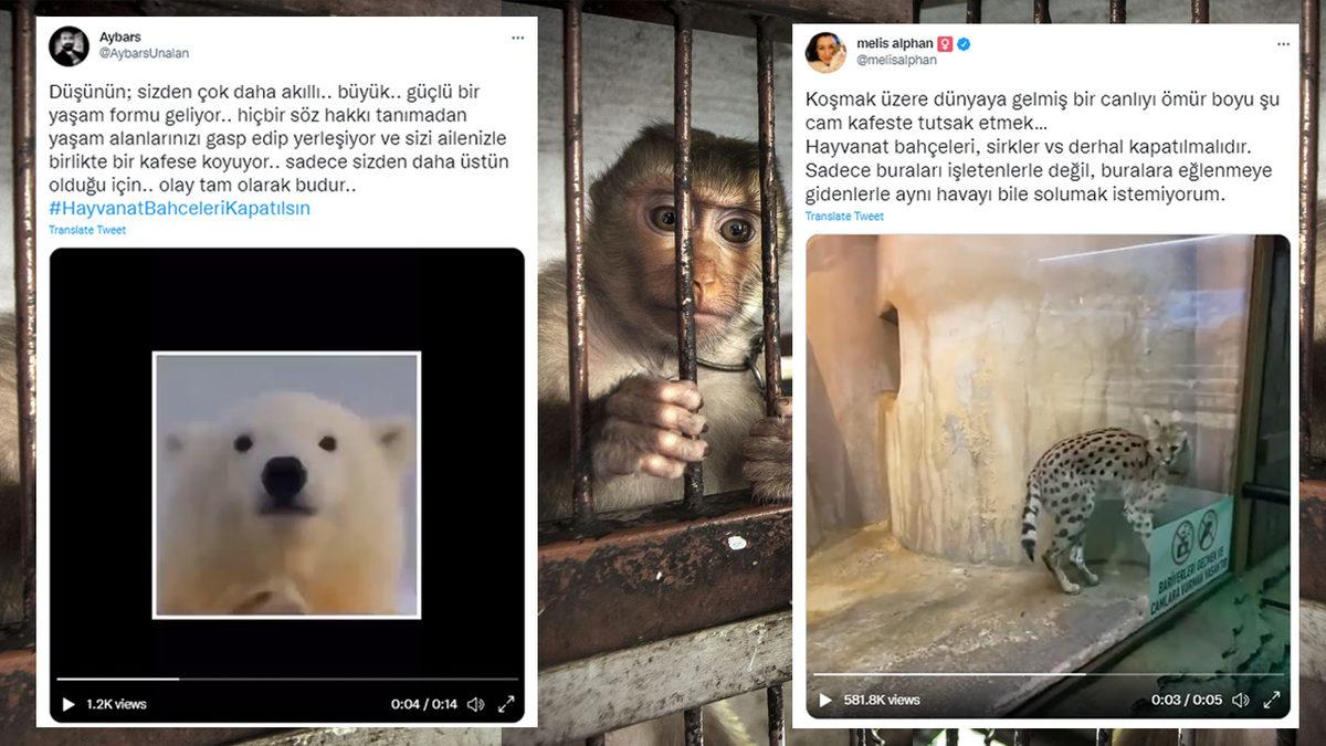 İntihara Kalkışan Balina ve Doğa Görmemiş Ayı Videolarına Sosyal Medyadan Tepki Yağdı: #HayvanatBahceleriKapatılsın