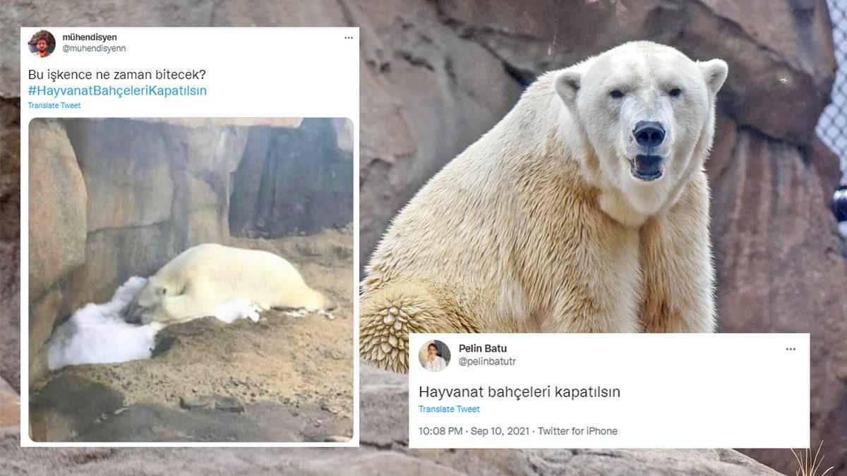 İntihara Kalkışan Balina ve Doğa Görmemiş Ayı Videolarına Sosyal Medyadan Tepki Yağdı: #HayvanatBahceleriKapatılsın