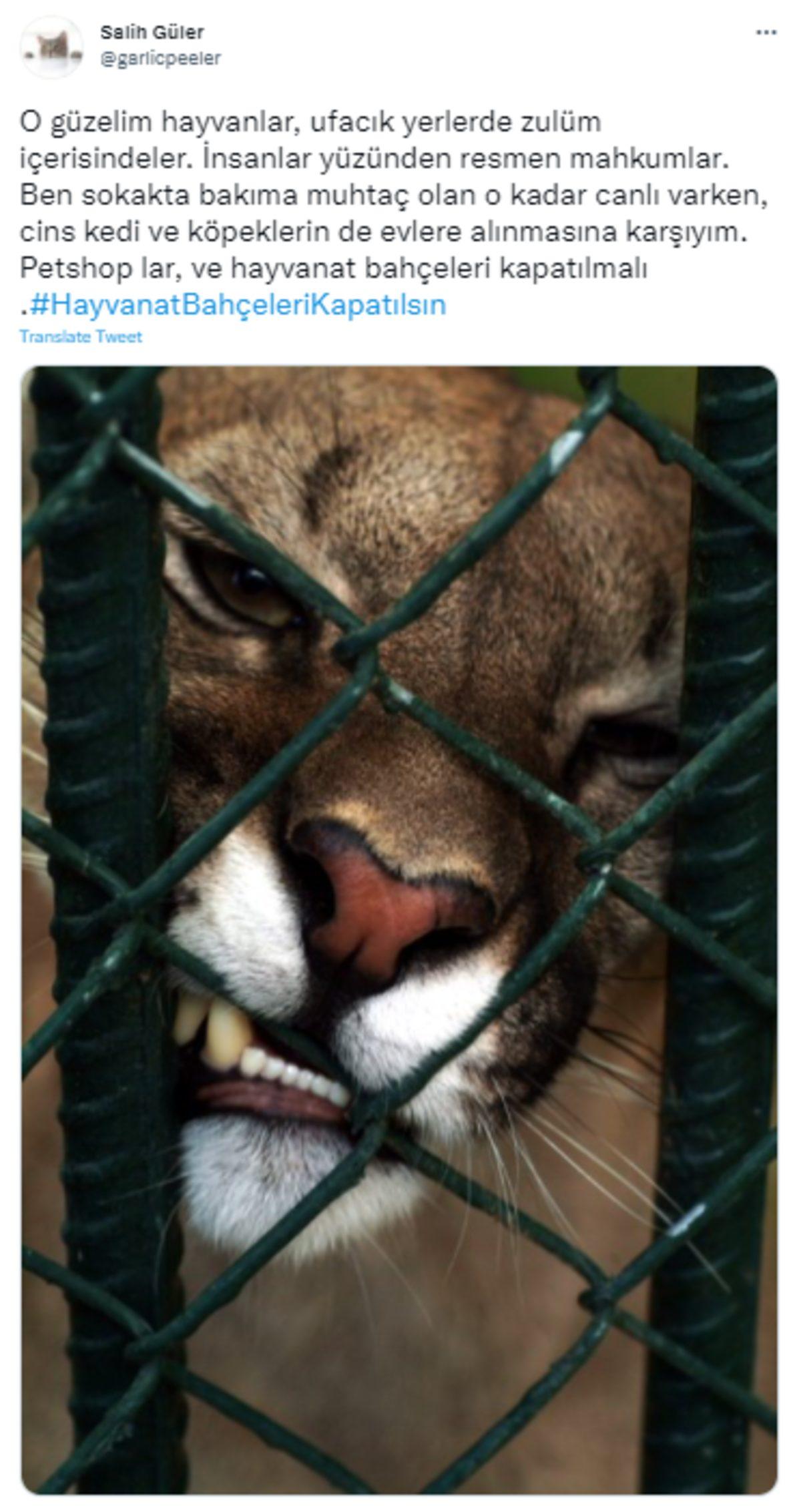 İntihara Kalkışan Balina ve Doğa Görmemiş Ayı Videolarına Sosyal Medyadan Tepki Yağdı: #HayvanatBahceleriKapatılsın