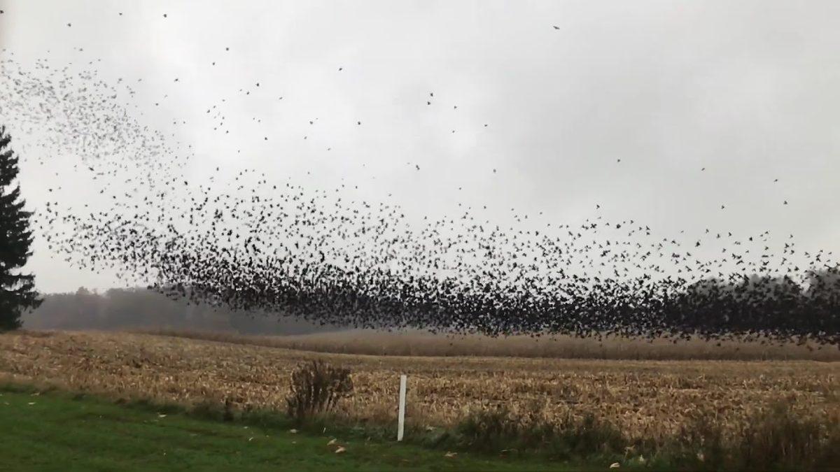 Göçmen Kuşların Denizlerin Üzerinden Uçarken Kullandığı İlginç Yöntem