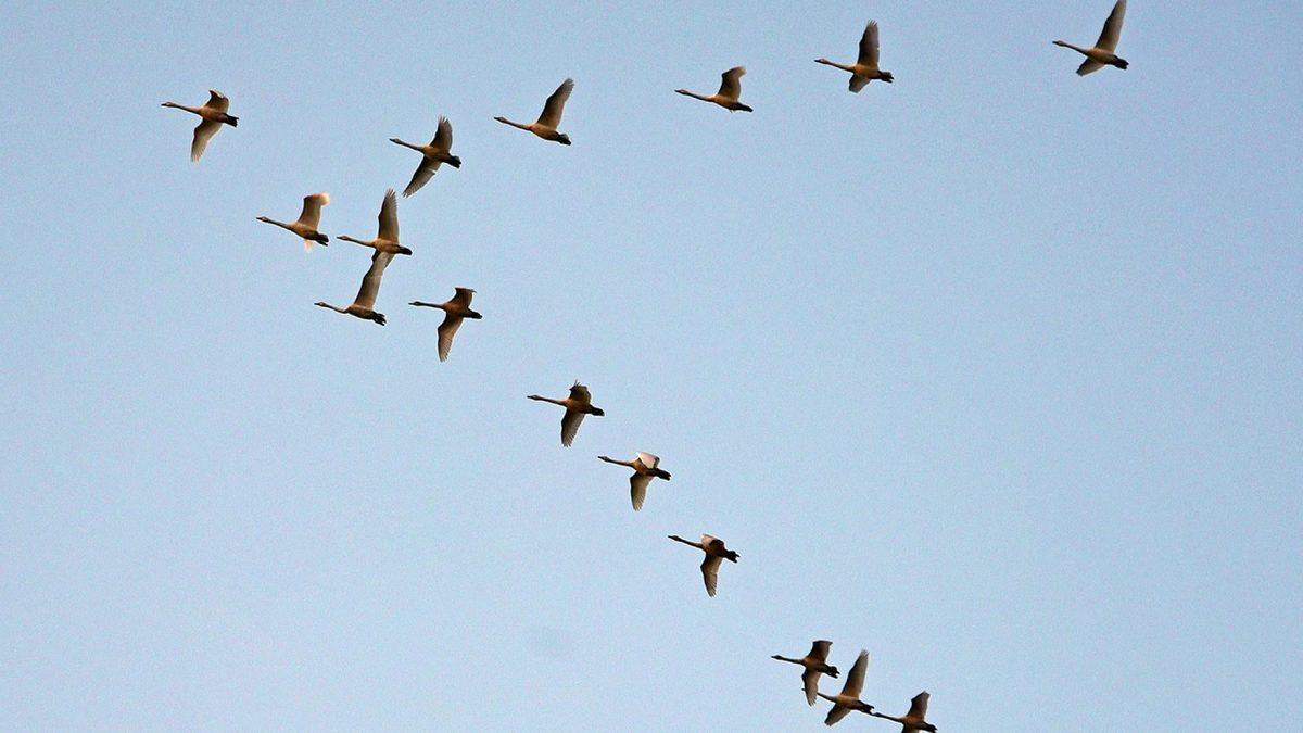 Göçmen Kuşların Denizlerin Üzerinden Uçarken Kullandığı İlginç Yöntem