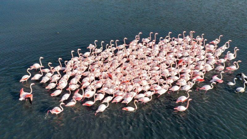 Göçmen Kuşların Denizlerin Üzerinden Uçarken Kullandığı İlginç Yöntem