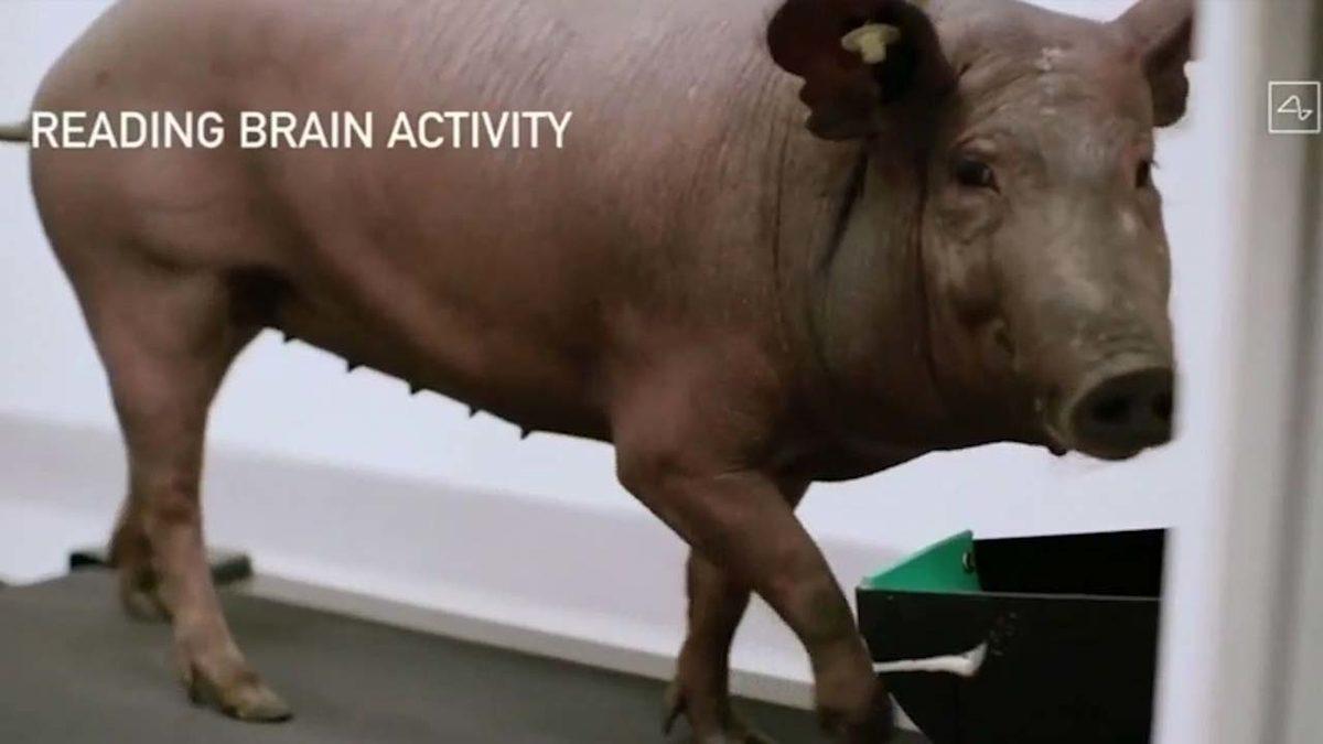 Elon Musk’ın Beyne Çip Takma Projesi ’Neuralink’ Deneylerinde 1500 Hayvanın Öldüğü Ortaya Çıktı