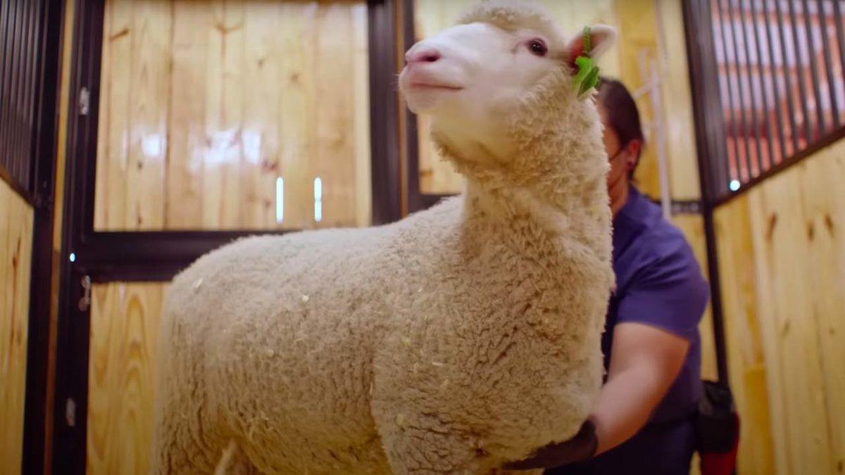 Elon Musk’ın Beyne Çip Takma Projesi ’Neuralink’ Deneylerinde 1500 Hayvanın Öldüğü Ortaya Çıktı