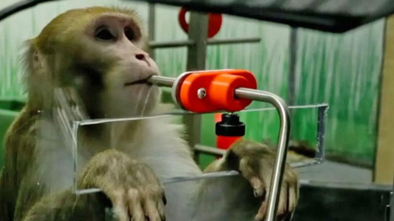 Elon Musk’ın Beyne Çip Takma Projesi ’Neuralink’ Deneylerinde 1500 Hayvanın Öldüğü Ortaya Çıktı