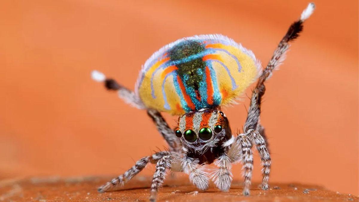 Normalde Görmeye Alışık Olmadığımız 20 Sıra Dışı Hayvan