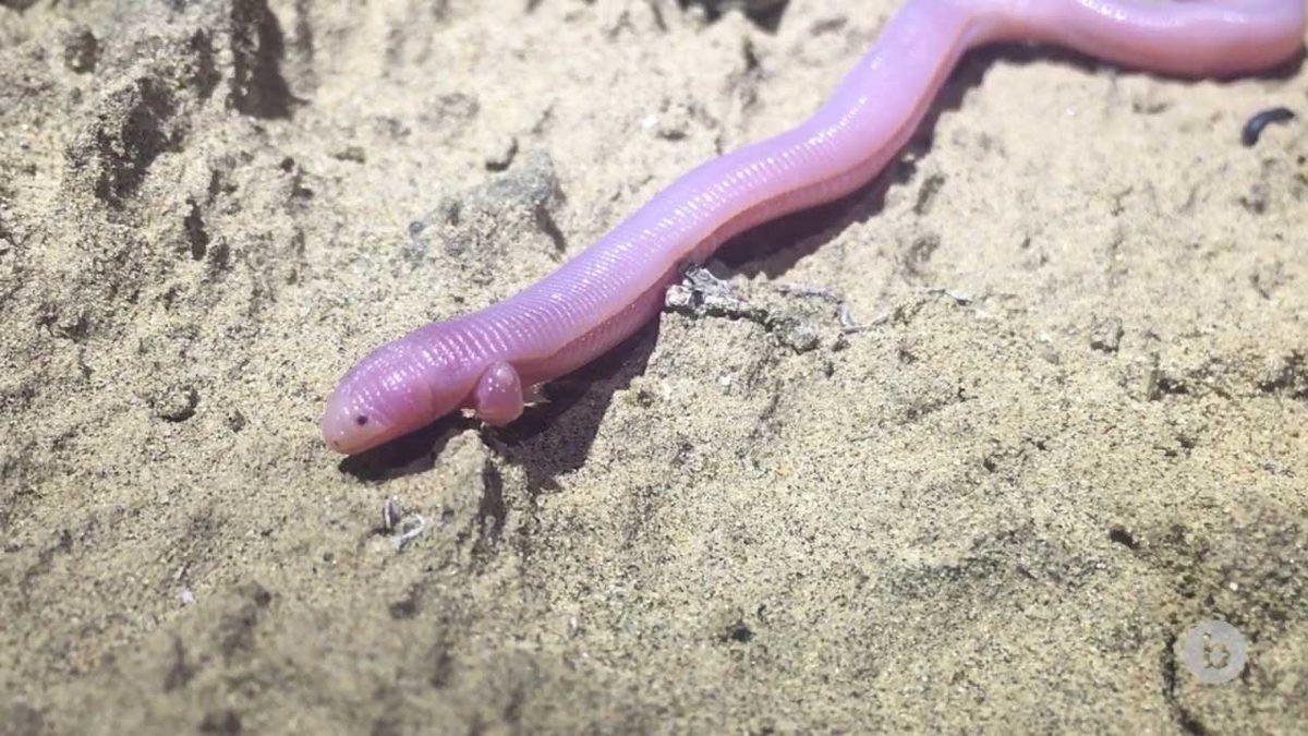 Normalde Görmeye Alışık Olmadığımız 20 Sıra Dışı Hayvan