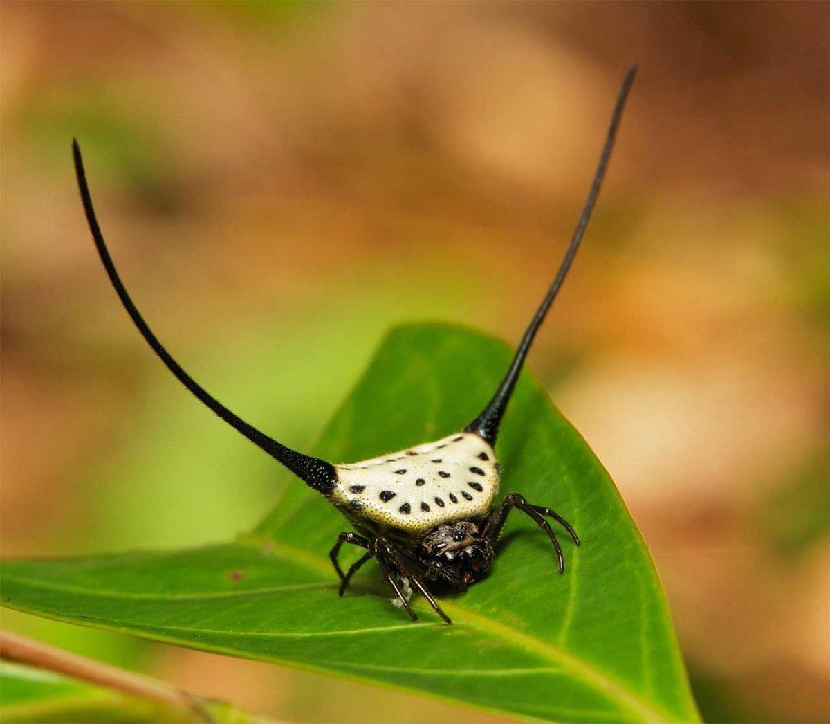 Normalde Görmeye Alışık Olmadığımız 20 Sıra Dışı Hayvan