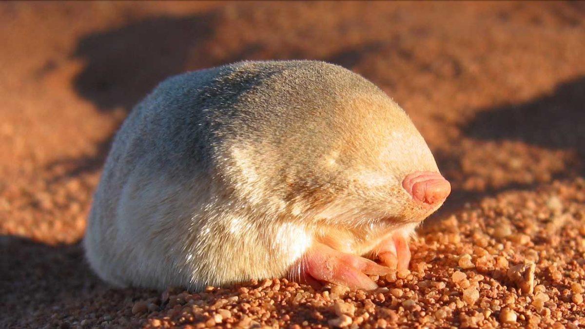Normalde Görmeye Alışık Olmadığımız 20 Sıra Dışı Hayvan