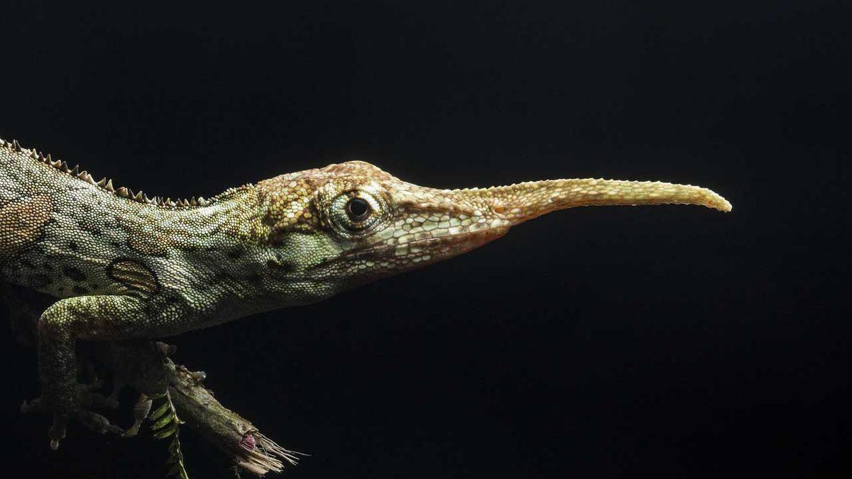 Normalde Görmeye Alışık Olmadığımız 20 Sıra Dışı Hayvan