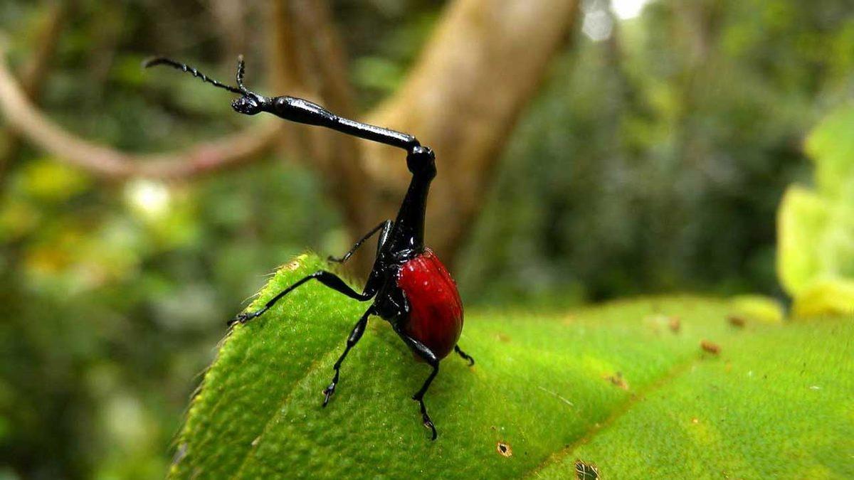Normalde Görmeye Alışık Olmadığımız 20 Sıra Dışı Hayvan