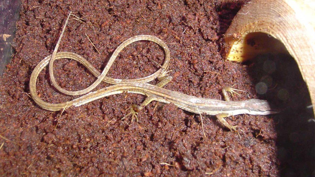 Normalde Görmeye Alışık Olmadığımız 20 Sıra Dışı Hayvan