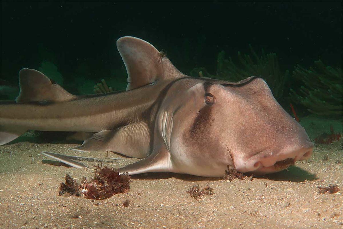 Normalde Görmeye Alışık Olmadığımız 20 Sıra Dışı Hayvan
